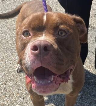 Shaggy -  Mixed Breed Dog for Adoption in Cincinnati, Ohio - Shaggy | PetCurious