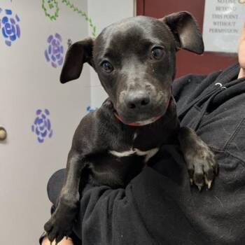 Rescue Pit Bull Terrier Dogs for Adoption in Maysville, Kentucky - Juanita | PetCurious