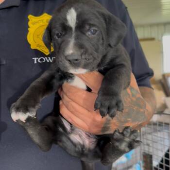 Pahlle -  Pit Bull Terrier and Mixed Breed Dog for Adoption in Detroit Lakes, Minnesota - Pahlle | PetCurious