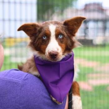 Australian Shepherd Dogs Available for Adoption in San Antonio, Texas - BEE | PetCurious