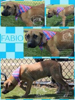 American Staffordshire Terrier and Mixed Breed Dogs Available for Adoption in Kenansville, North Carolina - FABIO | PetCurious