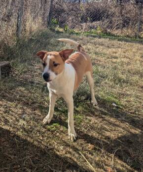 Hound Dogs Available for Adoption in Newport, Arkansas - Rubble  | PetCurious