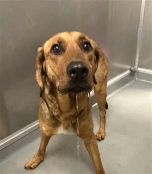 CASH -  Bloodhound and German Shepherd Dog Dog for Adoption in Ontario, California - CASH | PetCurious