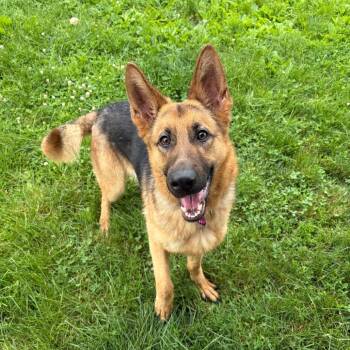Aether -  German Shepherd Dog and Mixed Breed Dog for Adoption in Binghamton, New York - Aether | PetCurious