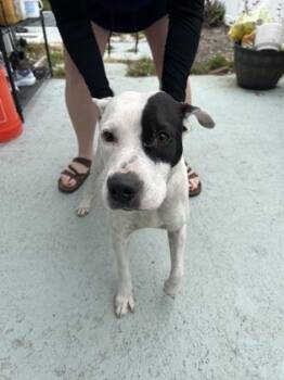 Mixed Breed Dogs Available for Adoption - Maddie | PetCurious