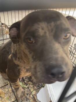 PRINCESS PEACH -  Pit Bull Terrier and Mixed Breed Dog for Adoption in Dallas, Texas - PRINCESS PEACH | PetCurious