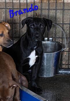 Labrador Retriever and Boxer Dogs Available for Adoption in Watertown, Connecticut - Brando  | PetCurious