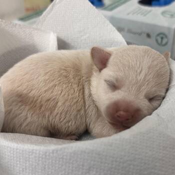 Banana -  Terrier Dog for Adoption in Edinburg, Texas - Banana | PetCurious