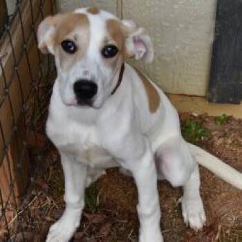 Great Dane Dogs Available for Adoption - Spinelli | PetCurious