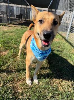 MELVIN (WA) -  German Shepherd Dog Dog for Adoption in Klein, Texas - MELVIN (WA) | PetCurious