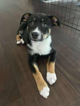 Retriever and Mixed Breed Dogs Available for Adoption in Saugus, Massachusetts - Rusty Cute | PetCurious