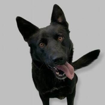 Shepherd Dogs Available for Adoption in Matteson, Illinois - Loki | PetCurious
