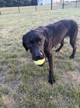 Molly -  Labrador Retriever Dog for Adoption in Warrington, Pennsylvania - Molly | PetCurious