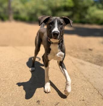 Luke -  Labrador Retriever and Collie Dog for Adoption in Lindenhurst, New York - Luke | PetCurious
