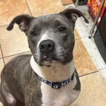 FWT Ruby -  Mixed Breed Dog for Adoption in Midland, Texas - FWT Ruby | PetCurious
