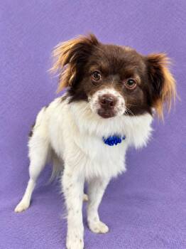 Maverick -  Papillon Dog for Adoption in Lodi, California - Maverick | PetCurious