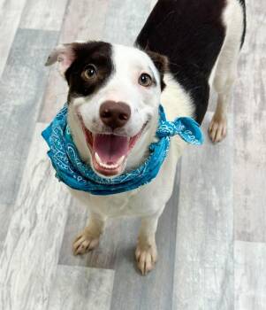 Moose -  Australian Shepherd Dog for Adoption in Olympia, Washington - Moose | PetCurious