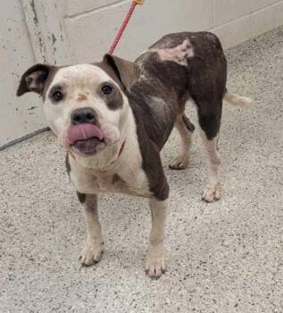 Smurf -  Pit Bull Terrier and Mixed Breed Dog for Adoption in Kansas City, Missouri - Smurf | PetCurious