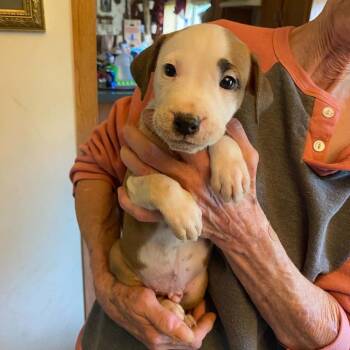 Moraine -  Pit Bull Terrier and Mixed Breed Dog for Adoption in South Elgin, Illinois - Moraine | PetCurious