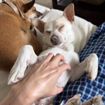 Casper -  Chihuahua and Rat Terrier Dog for Adoption in Lakeport, California - Casper | PetCurious