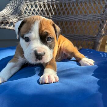 Rescue American Staffordshire Terrier and Mixed Breed Dogs for Adoption in Austin, Texas - Scout | PetCurious