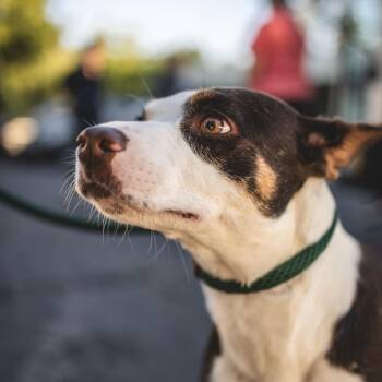 Lucy -  Terrier and Mixed Breed Dog for Adoption in Portland, Oregon - Lucy | PetCurious