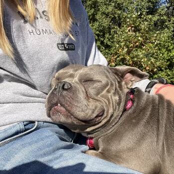 Rescue Mixed Breed Dogs for Adoption in Oak Brook, Illinois - Pippa | PetCurious