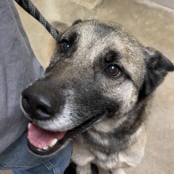 German Shepherd Dog Dogs Available for Adoption in Palestine, Texas - Badger | PetCurious