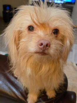 Chihuahua Dogs Available for Adoption - Wookie | PetCurious