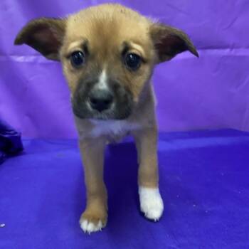 Pomeranian and Husky Dogs Available for Adoption - Rutabaga | PetCurious