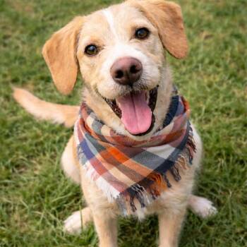 Standard Schnauzer and Yellow Labrador Retriever Dogs Available for Adoption - Lovely Luna Gorgeous Inside And Out! Friendly W/people, Kids & D | PetCurious