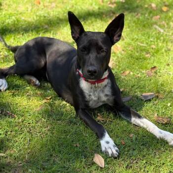 Djuna -  Mixed Breed Dog for Adoption in Falls Church, Virginia - Djuna | PetCurious