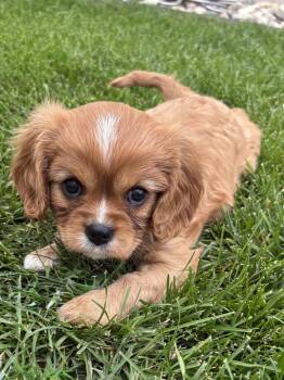 Lucy -  Cavalier King Charles Spaniel Dog for Adoption in Brandon, South Dakota - Lucy | PetCurious