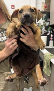Spruce -  Mixed Breed Dog for Adoption in Kansas City, Missouri - Spruce | PetCurious