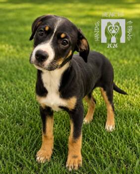 Baelyn -  Hound Dog for Adoption in Omaha, Nebraska - Baelyn | PetCurious