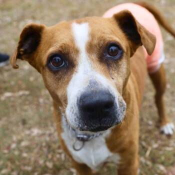 American Staffordshire Terrier Dogs Available for Adoption - EMMA | PetCurious