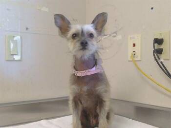 Yorkshire Terrier and Mixed Breed Dogs Available for Adoption in Sacramento, California - RUE | PetCurious