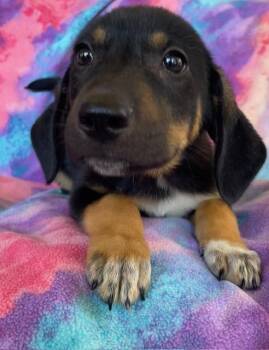 Hansel -  Shepherd Dog for Adoption in Memphis, Tennessee - Hansel | PetCurious