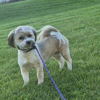 Ace -  Shih Tzu and Yorkshire Terrier Dog for Adoption in Milford, Iowa - Ace | PetCurious