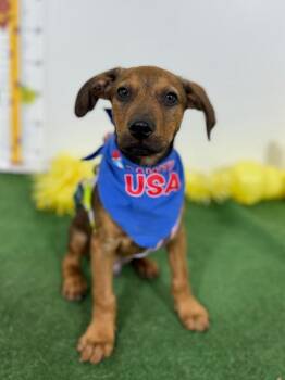 Rhodesian Ridgeback and Labrador Retriever Dogs Available for Adoption in Carlsbad, California - Danny-One Of Our Amazing Rescue Dogs | PetCurious