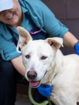 Ethyl -  Mixed Breed Dog for Adoption in Chamblee, Georgia - Ethyl | PetCurious
