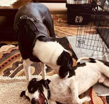 Bo -  Great Dane and Labrador Retriever Dog for Adoption in Inez, Texas - Bo | PetCurious
