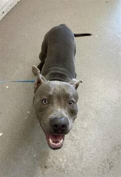 OWEN -  Pit Bull Terrier and Mixed Breed Dog for Adoption in San Bernardino, California - OWEN | PetCurious