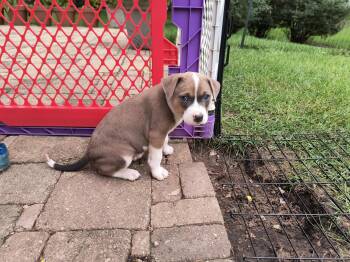 Raven -  Boxer Dog for Adoption in Aurora, Illinois - Raven | PetCurious