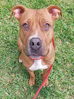 Staffordshire Bull Terrier and Mixed Breed Dogs Available for Adoption in Fort Lauderdale, Florida - DHARMA | PetCurious