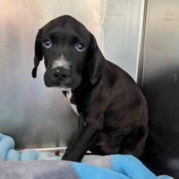 Clark Kent -  Labrador Retriever and Terrier Dog for Adoption in San Diego, California - Clark Kent | PetCurious
