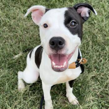 Rescue Mixed Breed Dogs for Adoption in Saint Joseph, Missouri - Gwenn P4P | PetCurious