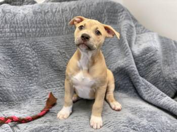 Terrier Dogs Available for Adoption in Charles Town, West Virginia - Colleen | PetCurious