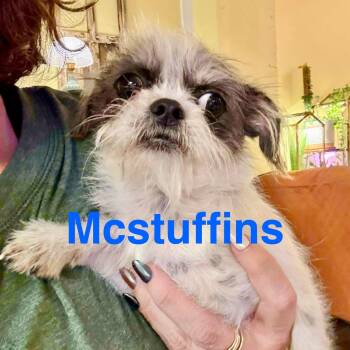 Rescue Shih Poo and Schnauzer Dogs for Adoption in Austin, Texas - Mcstuffins | PetCurious