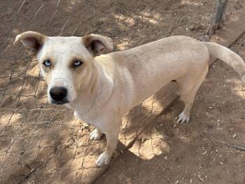 Betty Sue -  Australian Cattle Dog Blue Heeler Dog for Adoption in Chinle, Arizona - Betty Sue | PetCurious